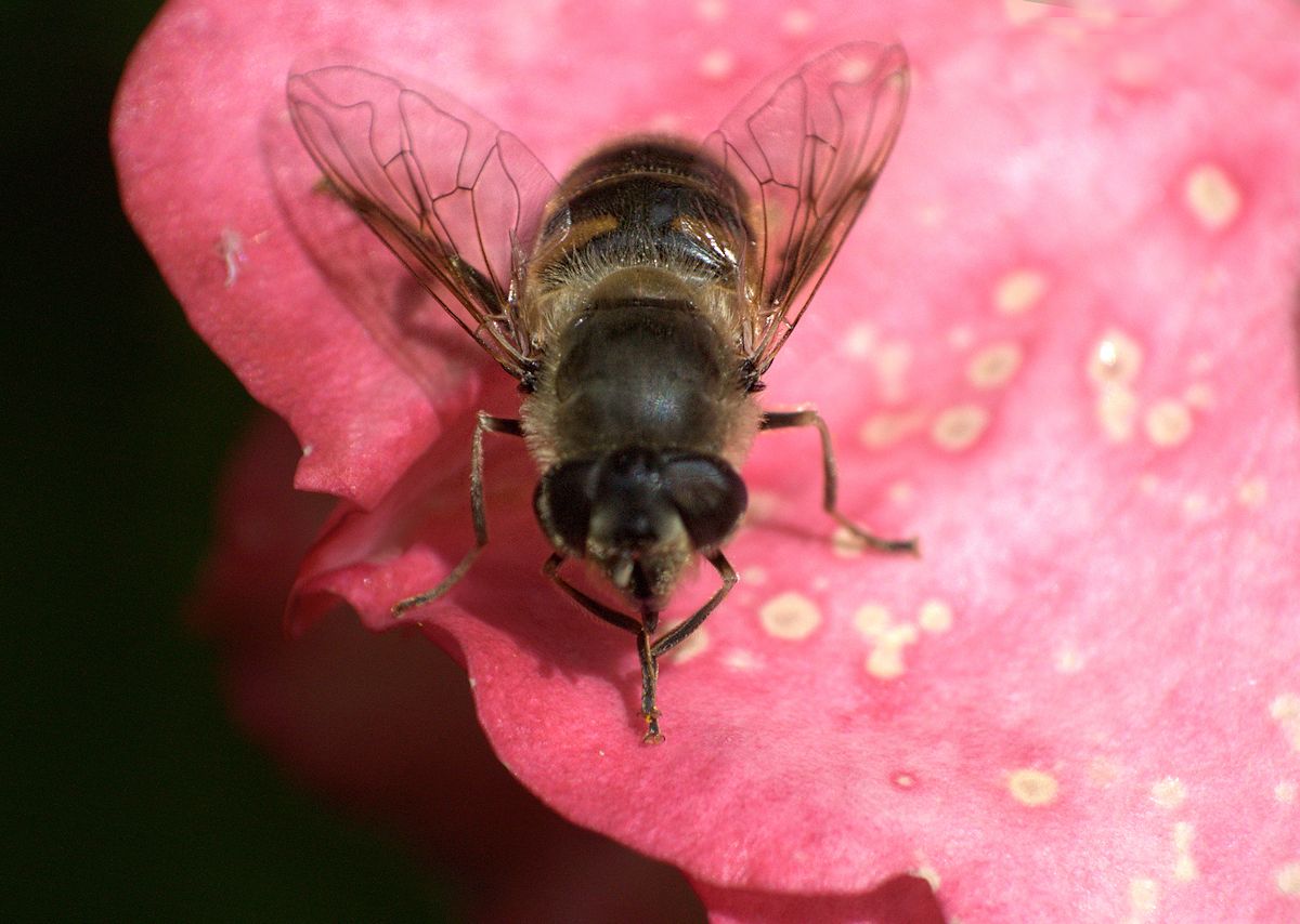 Femmina di Eristalis tenax